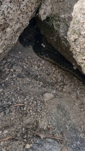 iNaturalist observation photo of Sierra Garter Snake