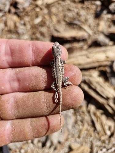 iNaturalist observation photo of Common Sagebrush Lizard