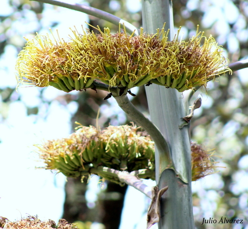 Agave guadalajarana