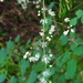 Thalictrum javanicum - Photo (c) 徐小聖, all rights reserved, uploaded by 徐小聖