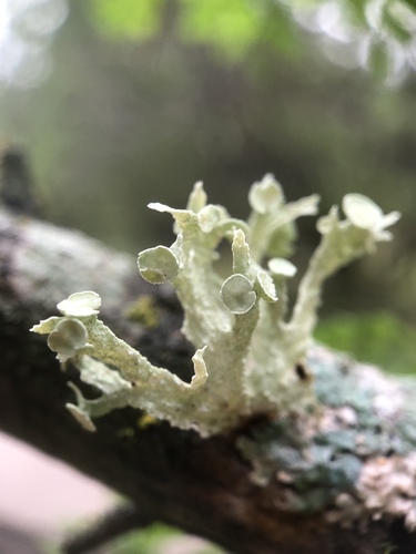 cartilage lichen