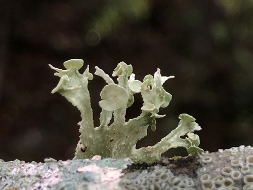 cartilage lichen