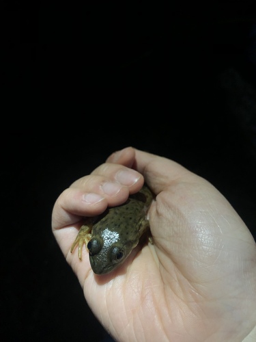 iNaturalist observation photo of American Bullfrog