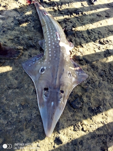 Giant Guitarfish