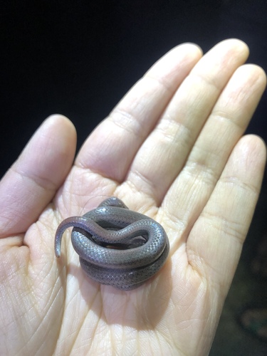 iNaturalist observation photo of Common Sharp-tailed Snake