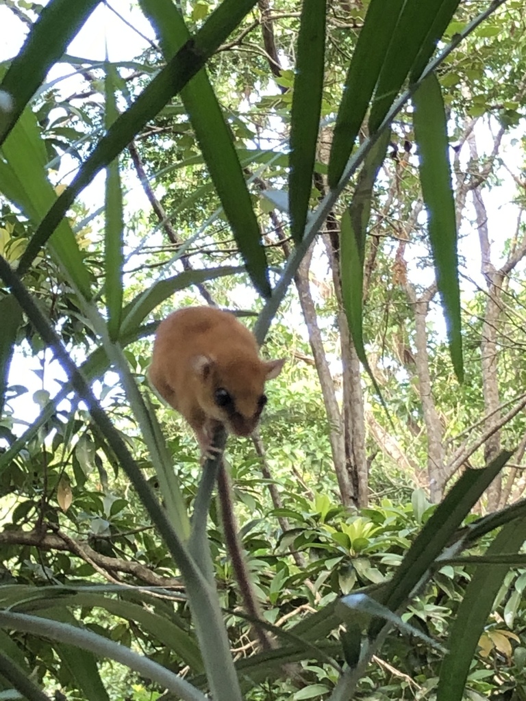 Hatt's Vesper Rat from Quintana Roo, MX on March 20, 2019 at 04:06 PM ...