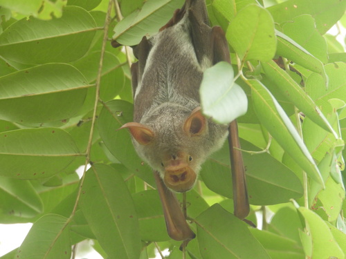 Striped leaf-nosed bat