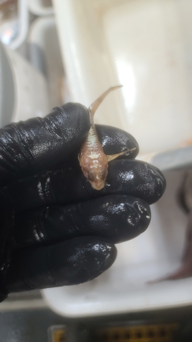 Arctic Alligatorfish