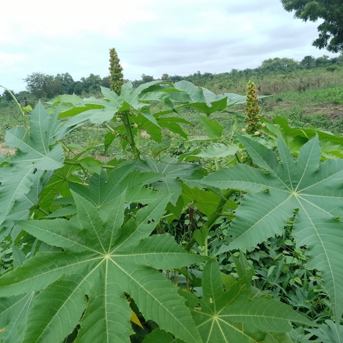 castor bean