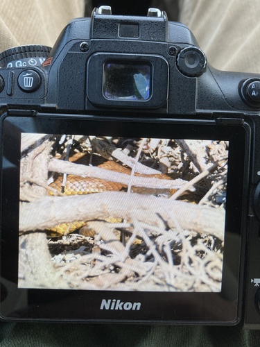 Tiger Snake sighting