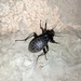 Carabus stoliczkanus - Photo (c) Roshaan Asif, all rights reserved, uploaded by Roshaan Asif