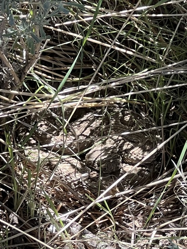 Prairie Rattlesnake