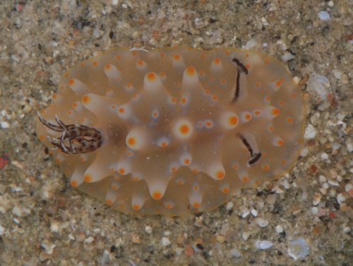 Halgerda nuarrensis