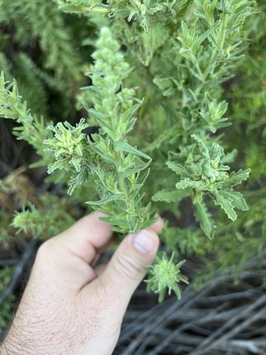 Coulter's horseweed