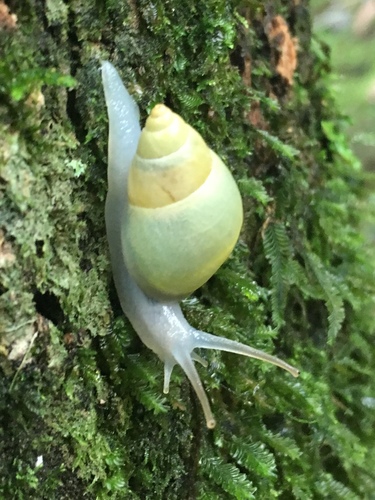 Sulfur Cone