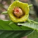 Pavonia alnifolia - Photo (c) Lucas Giolito, all rights reserved, uploaded by Lucas Giolito