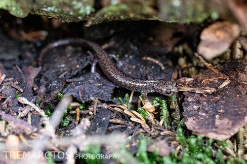 Cheat Mountain Salamander