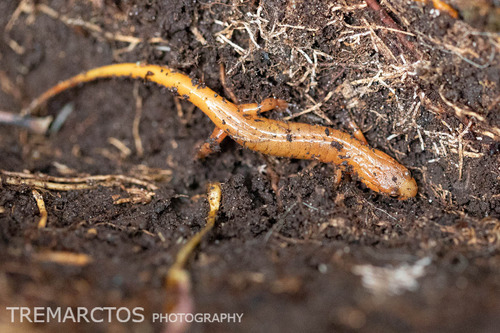 Allegheny Mountain Dusky Salamander