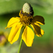 Upright Prairie Coneflower - Photo (c) BJ Stacey, all rights reserved