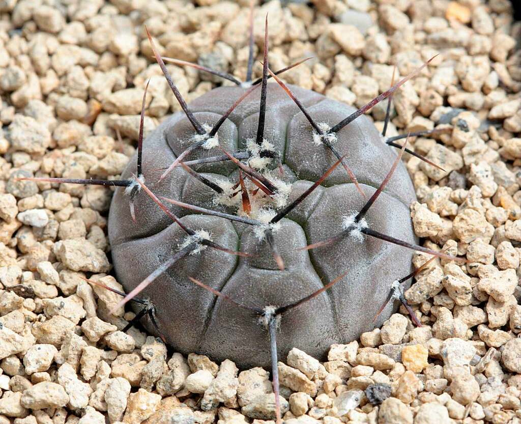 Gymnocalycium esperanzae  iNaturalist