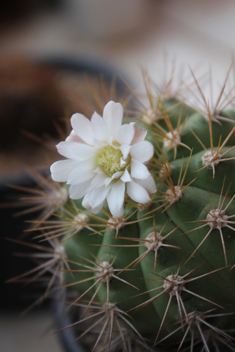 Gymnocalycium chacoense  iNaturalist
