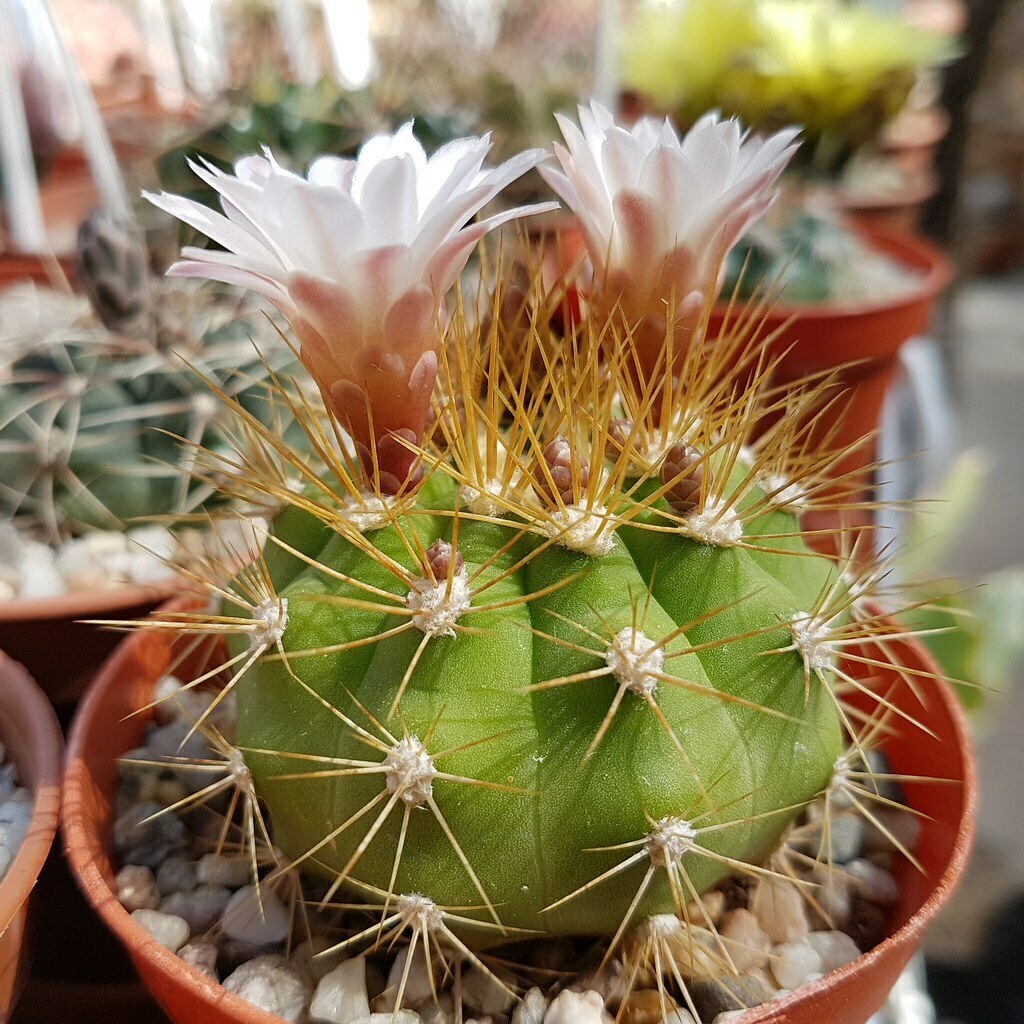Gymnocalycium chacoense  iNaturalist