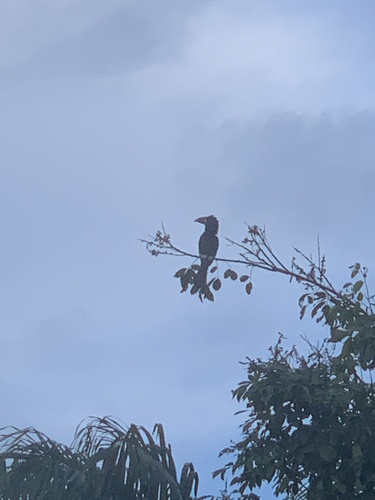 Piping Hornbill