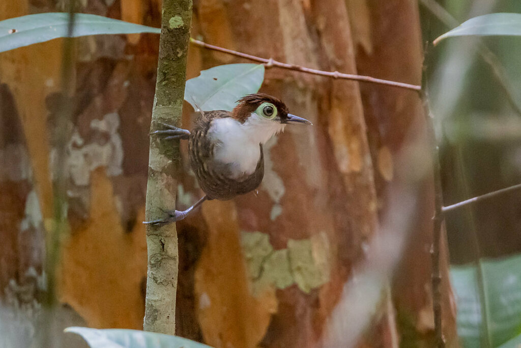 White-breasted Antbird (Rhegmatorhina hoffmannsi) photo