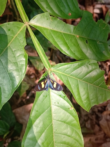 Mimagyrta pulchella
