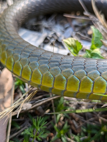 Common Tree Snake sighting