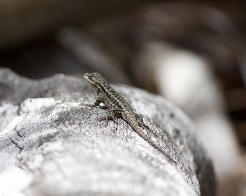 iNaturalist observation photo of Western Fence Lizard