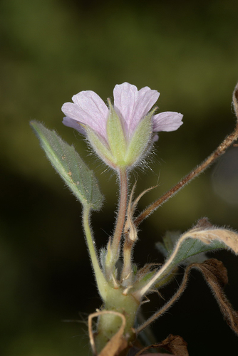 Monsonia nivea