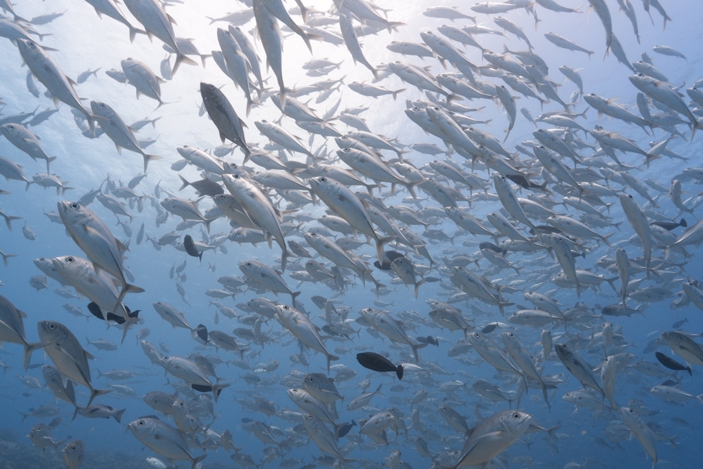 Bigeye trevally