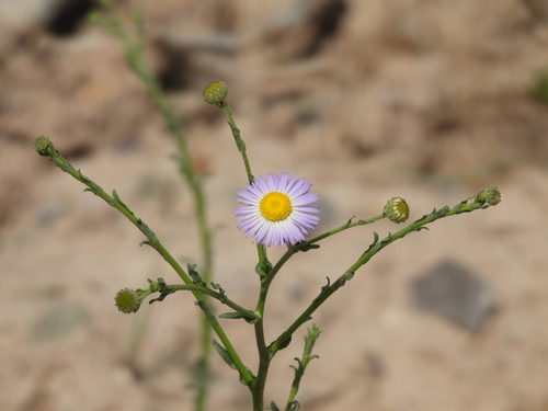 Psilactis asteroides