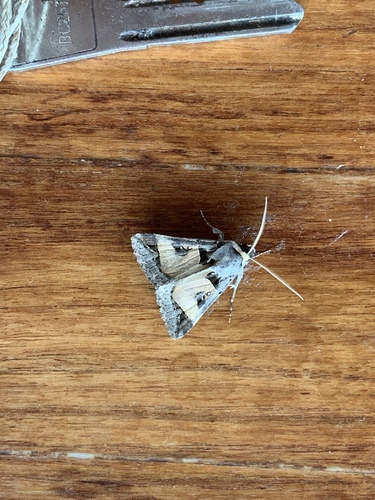 Cerocala ilia