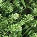 Virginia Pepperweed - Photo (c) ddunlap59, all rights reserved, uploaded by ddunlap59