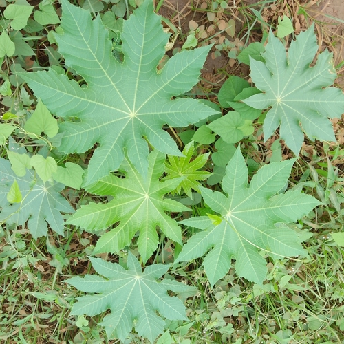 castor bean