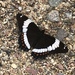 Western White Admiral - Photo (c) Siobhan Stromquist, all rights reserved, uploaded by Siobhan Stromquist