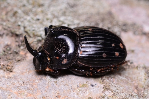 Copris tripartitus