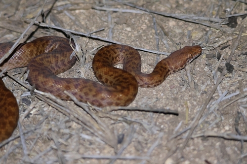 Pygmy Python sighting