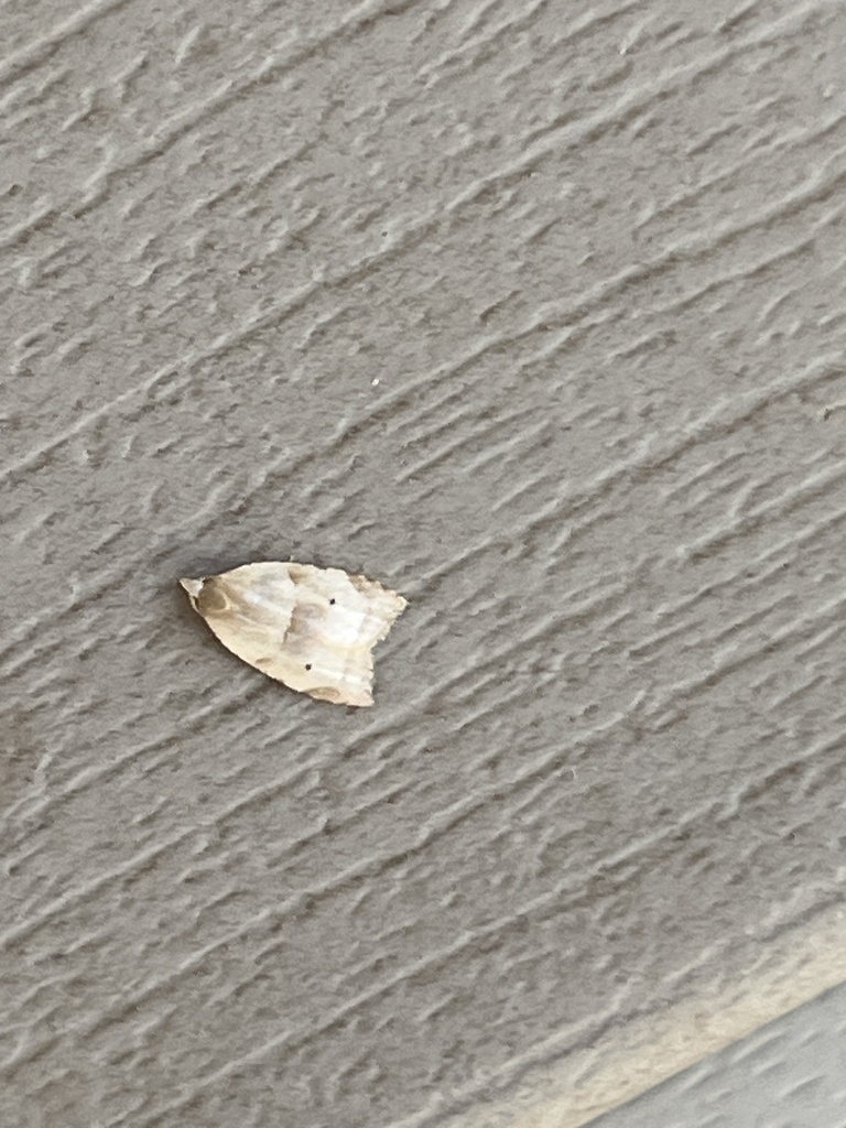 Batman Moth from Martha Washington Rd, Clarkrange, TN, US on September ...