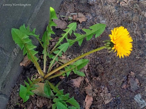 yellow-styled dandelion (Taraxacum leptodon)