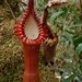 Splendid Pitcher-Plant - Photo (c) Chien Lee, all rights reserved, uploaded by Chien Lee