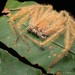 Arañas Cangrejo Gigantes - Photo (c) Chien Lee, todos los derechos reservados, uploaded by Chien Lee