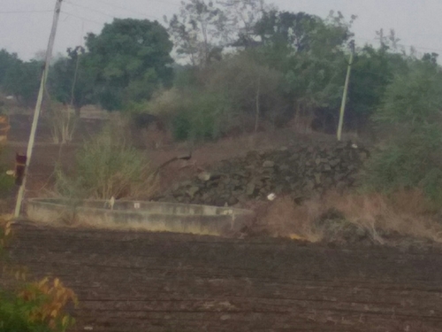 Indian Peafowl