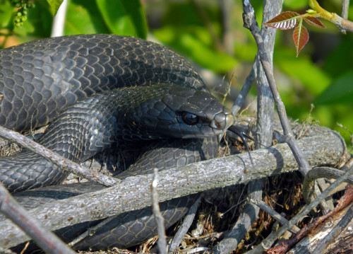 Black pipe snake - Wikipedia