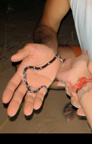 Barred Wolf Snake