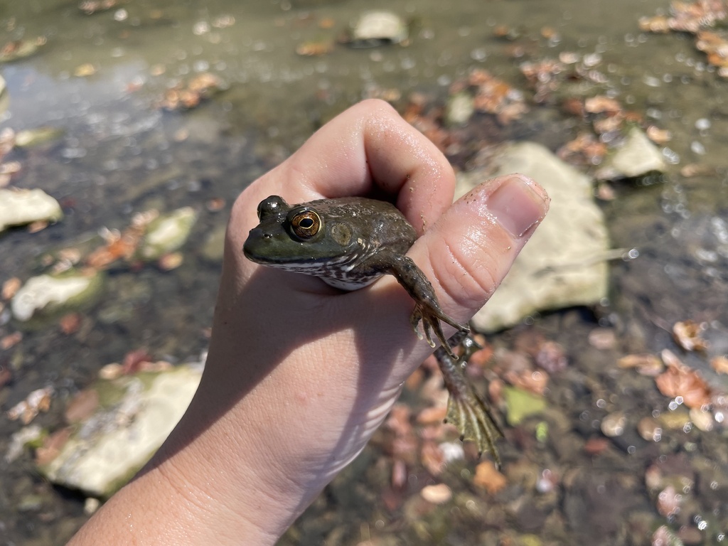 American Bullfrog from Little Miami River, Loveland, OH, US on ...