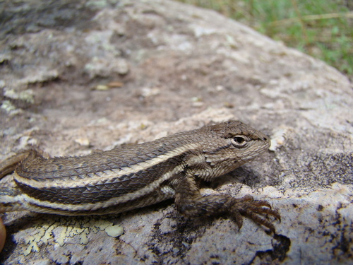 Striped Plateau Lizard