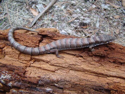 Madrean Alligator Lizard